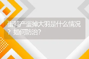 蛋鸭产蛋掉大羽是什么情况？如何防治？