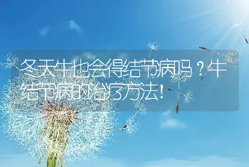 冬天牛也会得结节病吗？牛结节病的治疗方法！