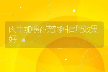 肉牛加喂补充饲料育肥效果好