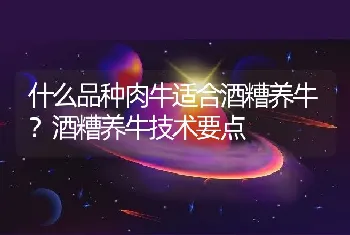 什么品种肉牛适合酒糟养牛？酒糟养牛技术要点