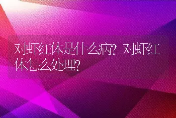 对虾红体是什么病？对虾红体怎么处理？