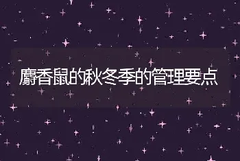 麝香鼠的秋冬季的管理要点