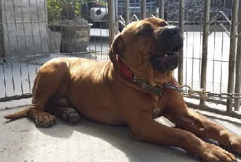 日本土佐犬耳朵怎么清洁 日本土佐犬耳朵清理技巧