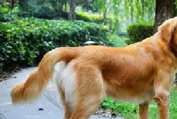 金毛犬怎么看纯不纯_金毛犬选购方法