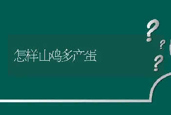 怎样山鸡多产蛋