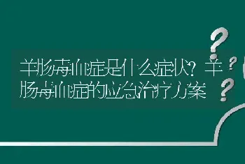 羊肠毒血症是什么症状？羊肠毒血症的应急治疗方案