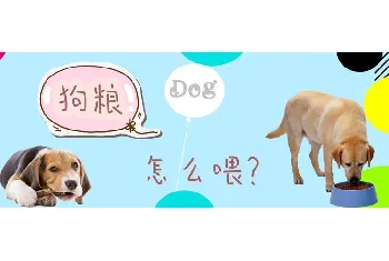 狗粮怎么喂