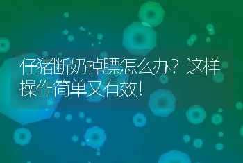 仔猪断奶掉膘怎么办？这样操作简单又有效！