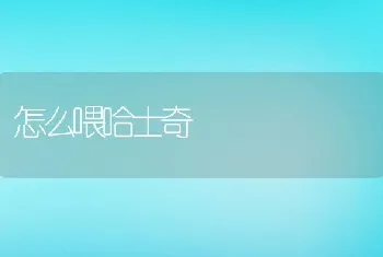 怎么喂哈士奇