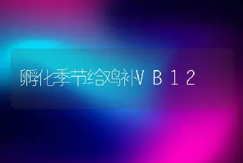 孵化季节给鸡补VB12