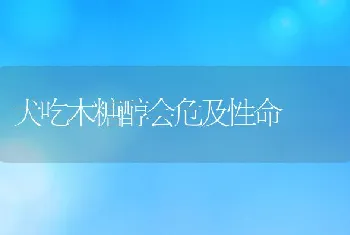 犬吃木糖醇会危及性命