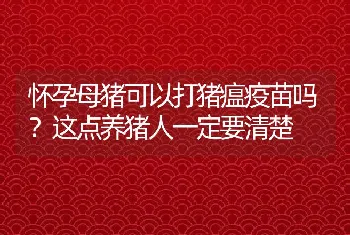 怀孕母猪可以打猪瘟疫苗吗？这点养猪人一定要清楚