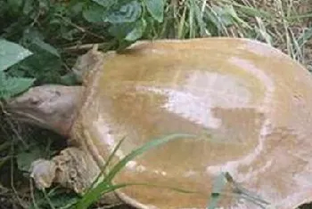 野生山瑞鳖人工驯养