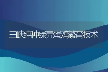 三峡纯种绿壳蛋鸡繁育技术