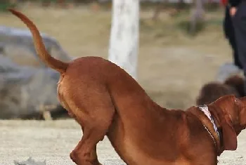 红骨猎浣熊犬怎么养 红骨猎浣熊犬喂养要点