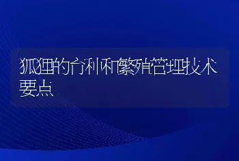 狐狸的育种和繁殖管理技术要点