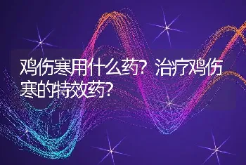 鸡伤寒用什么药？治疗鸡伤寒的特效药？