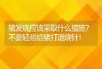 猪发烧应该采取什么措施？不要轻易给猪打退烧针！