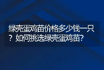 绿壳蛋鸡苗价格多少钱一只？如何挑选绿壳蛋鸡苗？