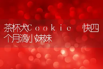 茶杯犬Cookie 快四个月滴小妹妹