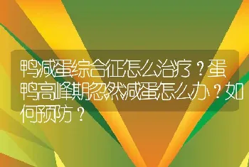 鸭减蛋综合征怎么治疗？蛋鸭高峰期忽然减蛋怎么办？如何预防？