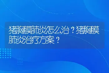 猪胸膜肺炎怎么治？猪胸膜肺炎治疗方案？