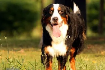 伯恩山犬怎么剪指甲 伯恩山犬剪指甲流程