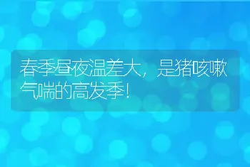 春季昼夜温差大，是猪咳嗽气喘的高发季！