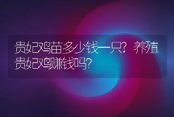 贵妃鸡苗多少钱一只?养殖贵妃鸡赚钱吗？