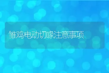 雏鸡电动切喙注意事项