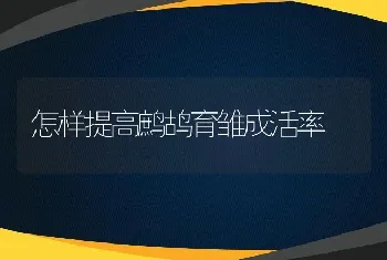 怎样提高鹧鸪育雏成活率