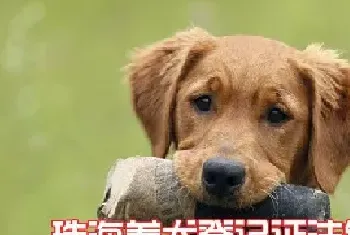 珠海养犬登记证注销指南