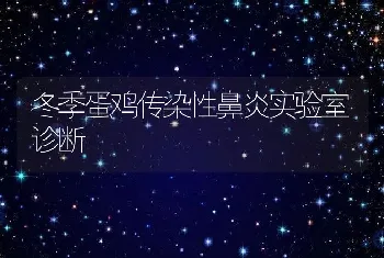 冬季蛋鸡传染性鼻炎实验室诊断