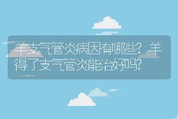 羊支气管炎病因有哪些?羊得了支气管炎能治好吗?