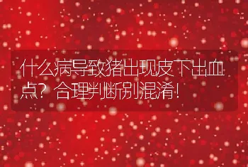 什么病导致猪出现皮下出血点？合理判断别混淆！