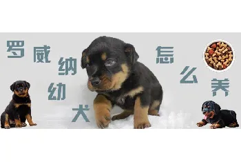 罗威纳幼犬怎么养