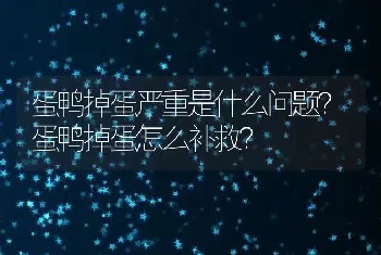 蛋鸭掉蛋严重是什么问题？蛋鸭掉蛋怎么补救？