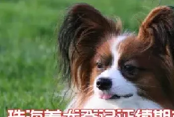 珠海养犬登记证续期办理流程