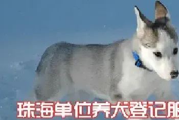 珠海单位养犬登记流程