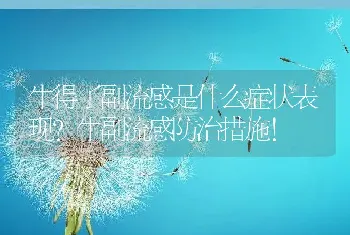 牛得了副流感是什么症状表现？牛副流感防治措施！