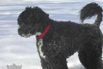 葡萄牙水犬吃什么好 葡萄牙水犬喂食要点