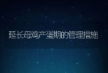 延长母鸡产蛋期的管理措施