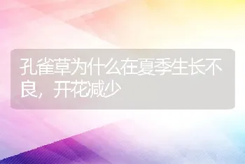 孔雀草为什么在夏季生长不良，开花减少