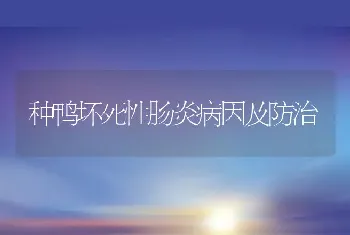 种鸭坏死性肠炎病因及防治