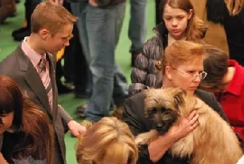 比利牛斯牧羊犬幼犬怎么养 幼犬饲养注意事项