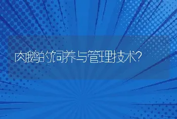 肉鹅的饲养与管理技术？