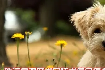 珠海金湾区犬只狂犬病免疫点机构及电话