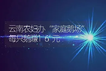 云南农妇办“家庭鹅场”，每只鹅赚16元