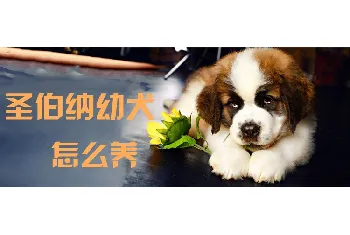 圣伯纳幼犬怎么养