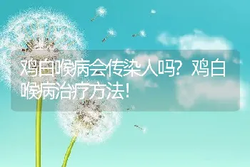 鸡白喉病会传染人吗?鸡白喉病治疗方法！